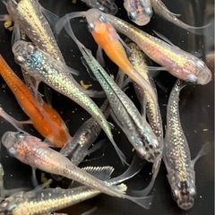 🐟ミックスめだか（めだか・メダカ）🐟20匹の画像