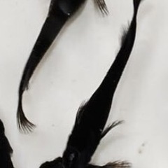 【絆めだか】 メダカ　有精卵　卵　15 個+α
の画像