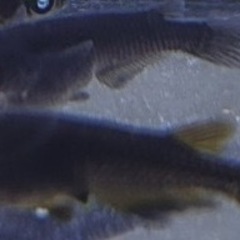 【絆めだか】 メダカ　有精卵　卵　15 個+α
の画像