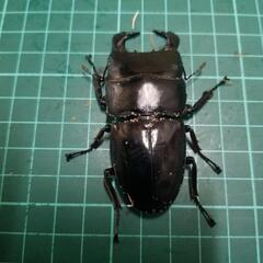 ダイオウヒラタクワガタ①の画像