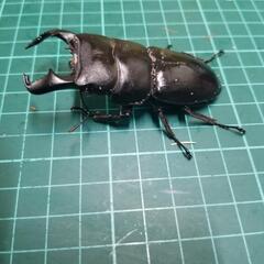ダイオウヒラタクワガタ①の画像