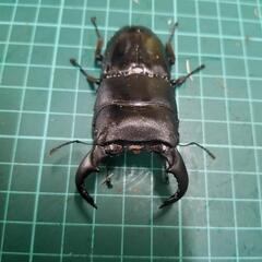 ダイオウヒラタクワガタ①