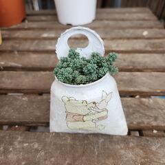 (お話し中)多肉植物ダシフィツム