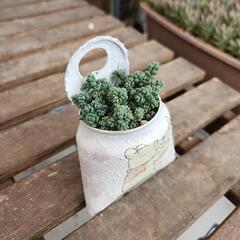 (お話し中)多肉植物ダシフィツムの画像