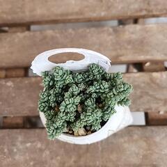 (お話し中)多肉植物ダシフィツムの画像