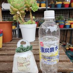 (お話し中)多肉植物ダシフィツムの画像