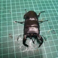 ダイオウヒラタクワガタ②の画像