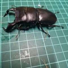 ダイオウヒラタクワガタ②の画像
