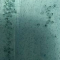 【絆めだか】 メダカ　有精卵　卵　15 個+α
の画像