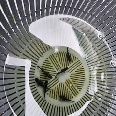 めだか【曜変天目】取引決定の画像