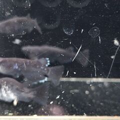 めだか【曜変天目】取引決定の画像