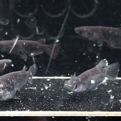 めだか【曜変天目】取引決定の画像