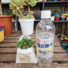 (お話し中)多肉植物　虹の玉　パリダムの画像