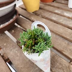 (お話し中)多肉植物　虹の玉　パリダムの画像
