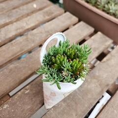(お話し中)多肉植物　虹の玉　パリダムの画像