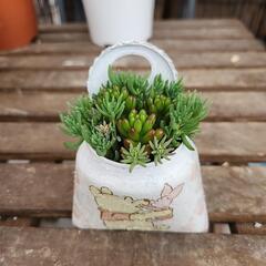 (お話し中)多肉植物　虹の玉　パリダム