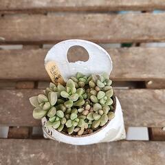 (お話し中)多肉植物姫秋麗の画像