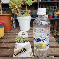 (お話し中)多肉植物姫秋麗の画像
