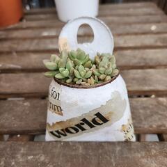 (お話し中)多肉植物姫秋麗