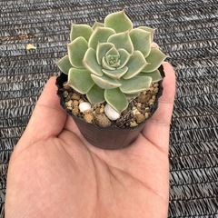 多肉植物　エケベリア　マーガレットレッピン　