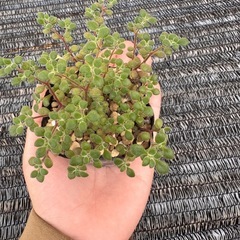 多肉植物　　ブロウメアナ　挿し芽の画像