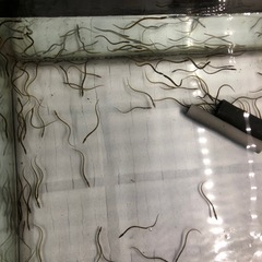 ウナギ　うなぎ　アクアリウム　日本淡水魚　熱帯魚の画像