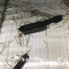 ウナギ　うなぎ　アクアリウム　日本淡水魚　熱帯魚