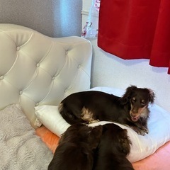 ダックス