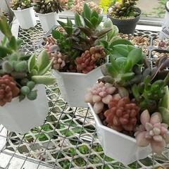 多肉植物 寄せ植え