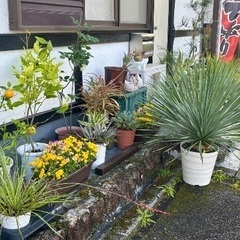 ユッカロストラータ 他