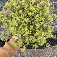 多肉植物　　ブロウメアナ　挿し芽の画像