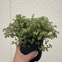多肉植物　　ブロウメアナ　挿し芽の画像