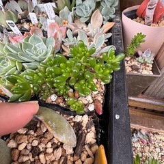 多肉植物　セダム　虹の玉の画像