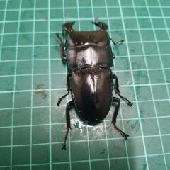 ダイオウヒラタクワガタ③の画像