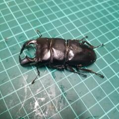 ダイオウヒラタクワガタ③の画像