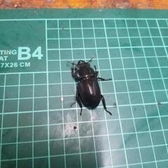 ダイオウヒラタクワガタ③の画像