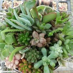 多肉寄せ植え缶 大の画像