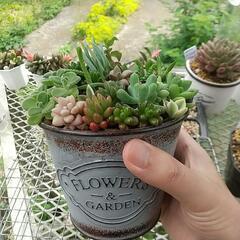 多肉寄せ植え缶 大の画像