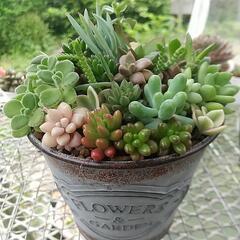 多肉寄せ植え缶 大の画像