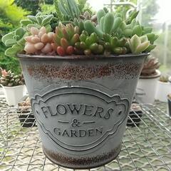 多肉寄せ植え缶 大の画像