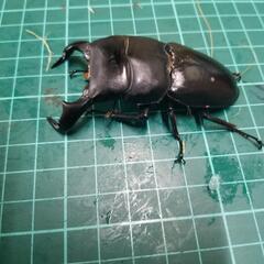 ダイオウヒラタ④の画像