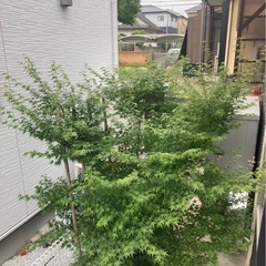 紅葉①の画像