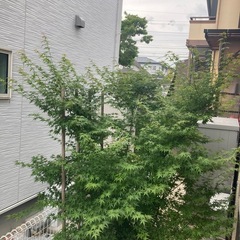 紅葉①