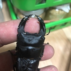 （売り切れ）ホペイオオクワガタ　ペア