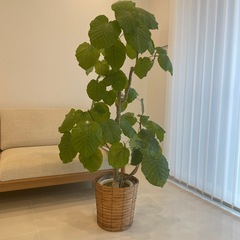 観葉植物　フィカス　ウランベータ