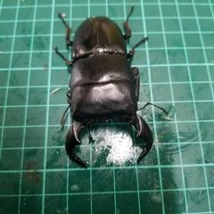 ダイオウヒラタ⑤