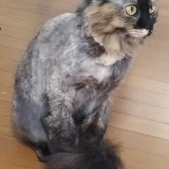 保護猫の里親募集　サビ子 - 大洲市