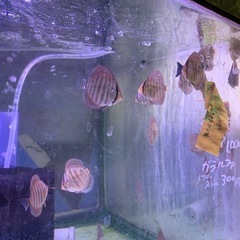 ディスカス本日親から離しました元気いっぱいですペットセンター植原当店産ですよ - 高崎市