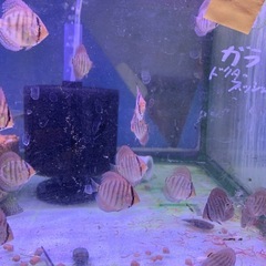 ディスカス本日親から離しました元気いっぱいですペットセンター植原当店産ですよ - 地元のお店