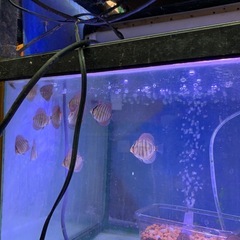 ディスカス本日親から離しました元気いっぱいですペットセンター植原当店産ですよ − 群馬県